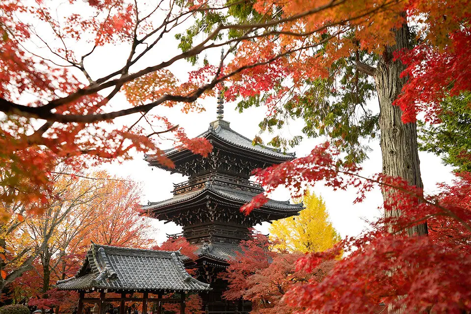 Shinnyodō Temple framed by autumn foliage at twilight during Ojuya