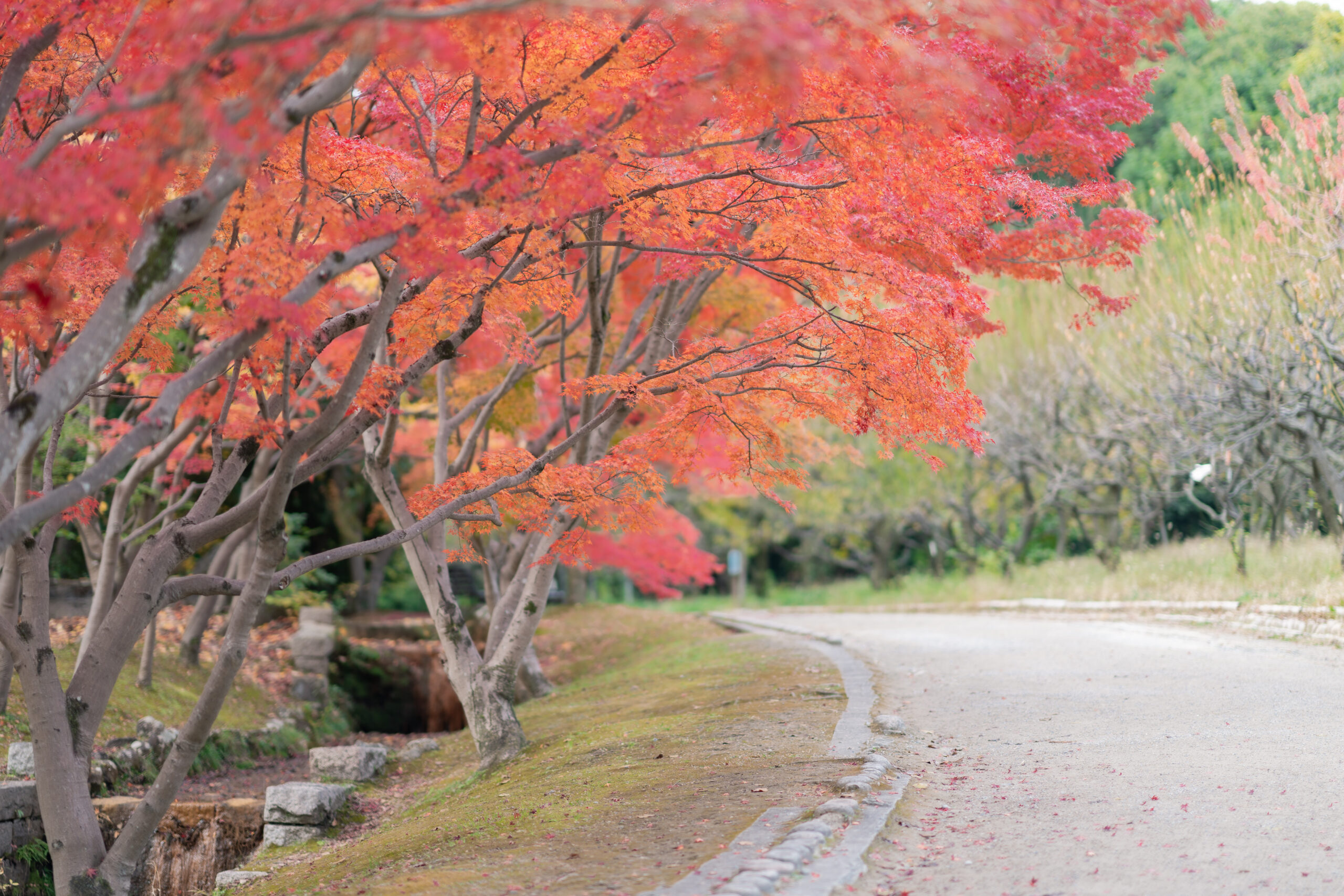 Couple walking through stone-paved Kyoto street — perfect for kimono strolls