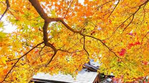 City skyline in autumn